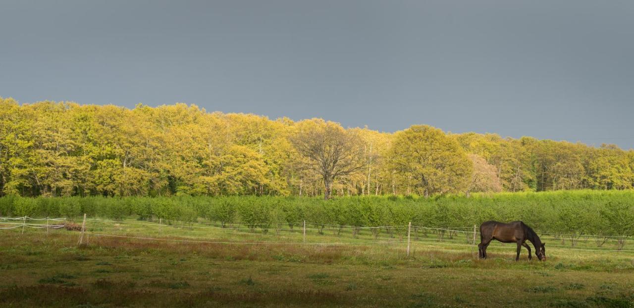 Agriturismo Il Poggio Vetralla Kültér fotó